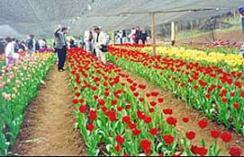 Inicia tu propio negocio de Floricultura