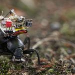 Una pequeña cámara para espiar el mundo de los insectos