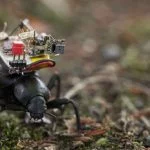 Una pequeña cámara para espiar el mundo de los insectos